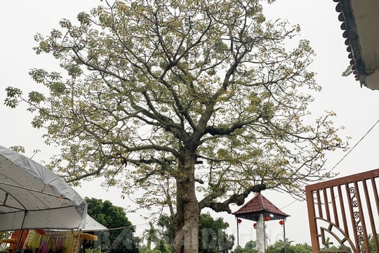 Cây di sản Việt Nam thứ 2 ở Kim Thành