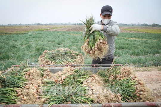 Nông dân Kinh Môn tất bật thu hoạch hành tỏi