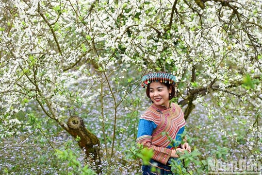 Vẻ đẹp thung lũng mận Mu Náu hoa nở trắng xóa như tuyết