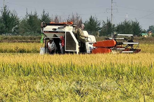 ​Thanh Miện có nhiều mô hình tích tụ ruộng đất nhất tỉnh