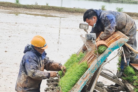 Hỗ trợ 74 mô hình máy cấy mạ khay