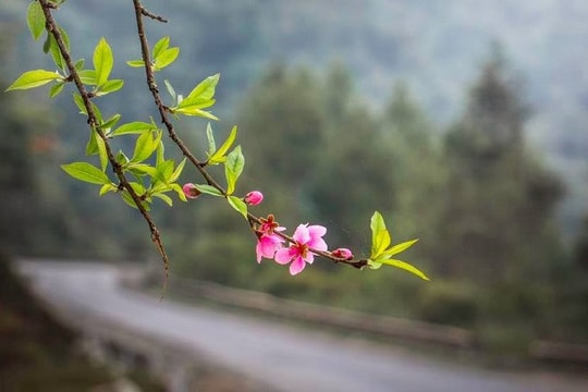 Vẻ đẹp gợi cảm của làn mưa xuân