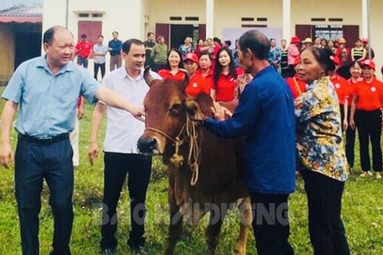 “Ngân hàng bò” giúp người nghèo Chí Linh thêm sinh kế