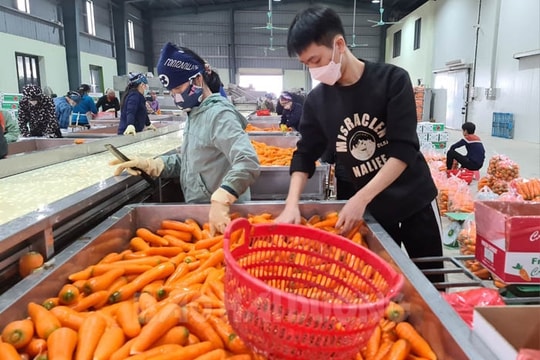 ​Hỗ trợ 6 mô hình liên kết  tiêu thụ sản phẩm lĩnh vực trồng trọt