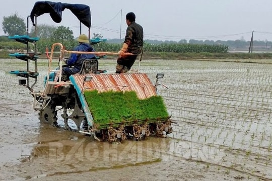 Thanh Miện phấn đấu có khoảng 2.200 ha lúa được cấy máy