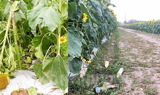 Giữ gìn cảnh quan vườn hoa hướng dương