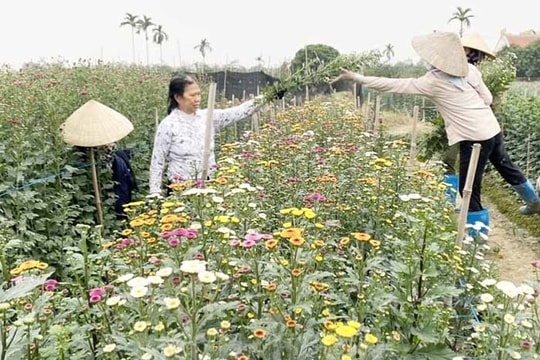 Nông dân Kim Đính thu lãi khoảng 17 tỷ đồng từ hoa Tết