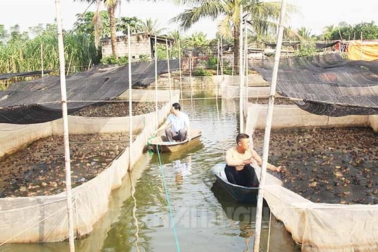 Hiệu quả mô hình nuôi ếch Thái Lan kết hợp cá rô đồng