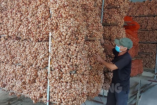 Muôn cách bảo quản hành tỏi của người dân Kinh Môn