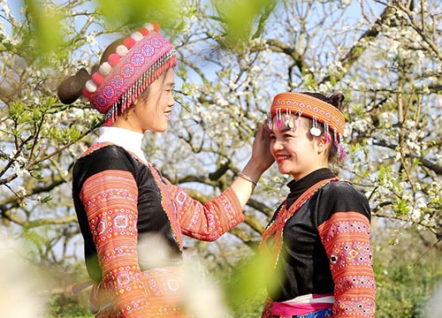 Tinh khôi hoa mận Sơn La