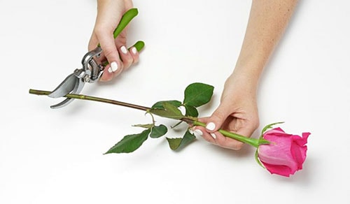 Mẹo để giữ hoa tươi lâu hơn
