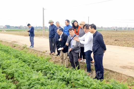 Japanese experts praise carrot and lychee growing regions in Hai Duong