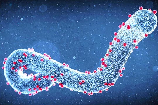 Những điều cần biết về virus Marburg gây bệnh sốt xuất huyết nguy hiểm