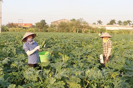 Nam Sách có 5 vùng cây màu được cấp mã số vùng trồng