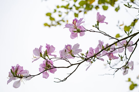 [Photos] Ban trees bloom in Hai Duong city