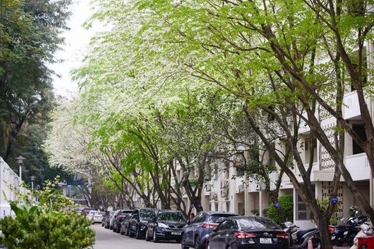 Hoa sưa nở sớm, phủ trắng một góc phố Hà Nội