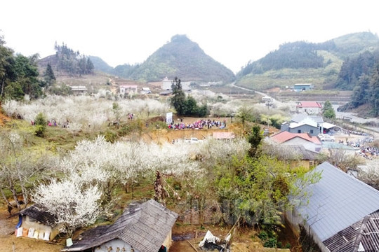 Mê mẩn hoa mận Bắc Hà