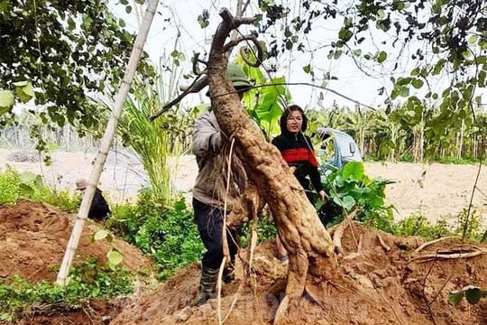 Củ sắn dây “khủng” ở Thượng Quận