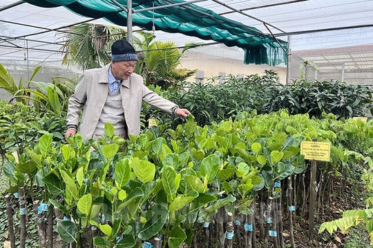 Miệt mài ươm những mầm xanh