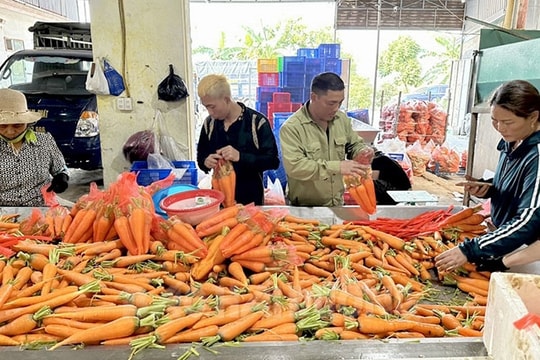 Hoang Nam Phat Cooperative exports 20 tons of carrots/day