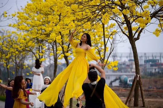 Mê mẩn ngắm nhìn con đường hoa phong linh vàng rực rỡ ở Thủ đô