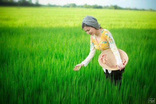 Thăm đồng chiều xuân
