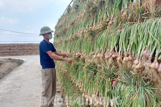 Kinh Môn cơ bản thu hoạch xong hành tỏi