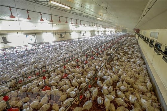 Các chuyên gia quốc tế thảo luận về nguy cơ bùng phát dịch cúm H5N1