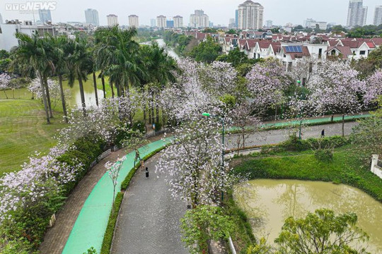 Du khách nước ngoài rủ nhau check-in con đường hoa ban đặc biệt ở Hà Nội