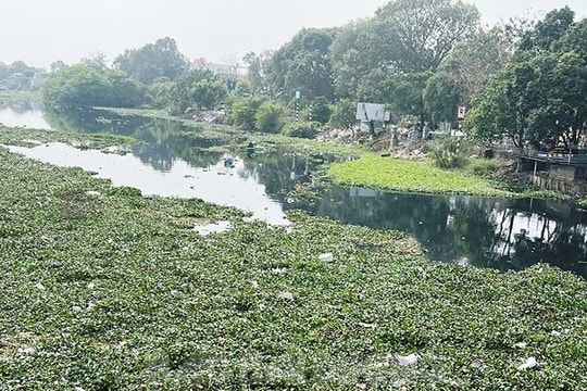 Kênh Kim Sơn ô nhiễm, Bình Giang, Cẩm Giàng đối mặt với nguy cơ thiếu nước tưới dưỡng lúa