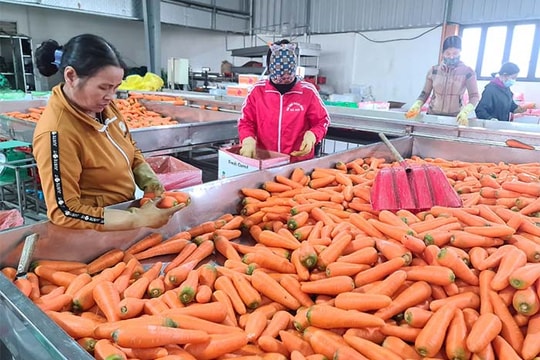 Tan Huong company exports over 300 tons of carrots