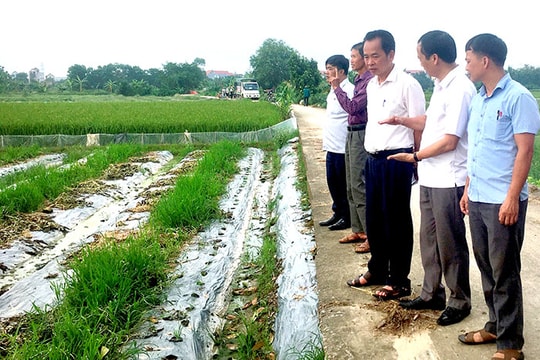 Cẩm Giàng xây dựng 38 mô hình tích tụ ruộng đất