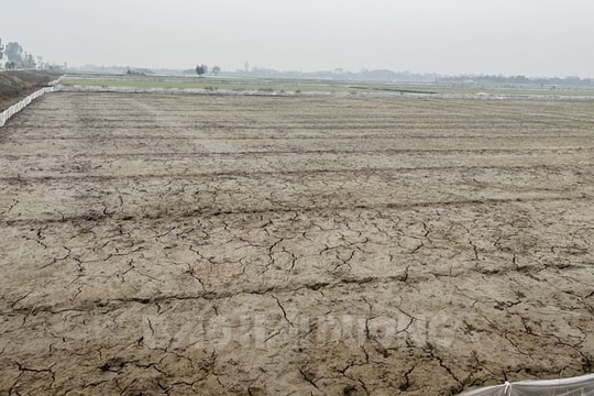 Ô nhiễm nguồn nước, hơn 100 ha ruộng lúa ở Bình Giang nứt nẻ