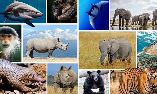Community makes concerted efforts to limit decline, extinction of wildlife species