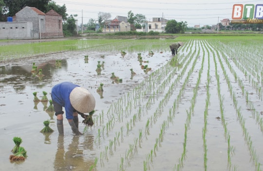 Địa phương cuối cùng ở Hải Dương hoàn thành gieo cấy lúa đông xuân