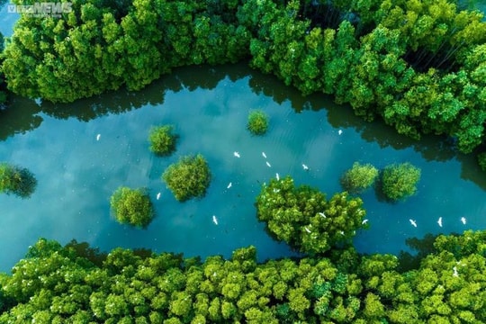 Khám phá "tổ chim xanh" ở Bình Định