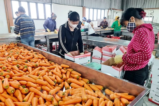 Hai Duong's largest "factory" exports about 40,000 tons of carrots