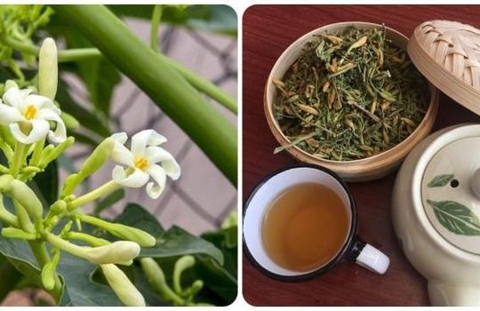 Uống nước hoa đu đủ đực có tác dụng gì?