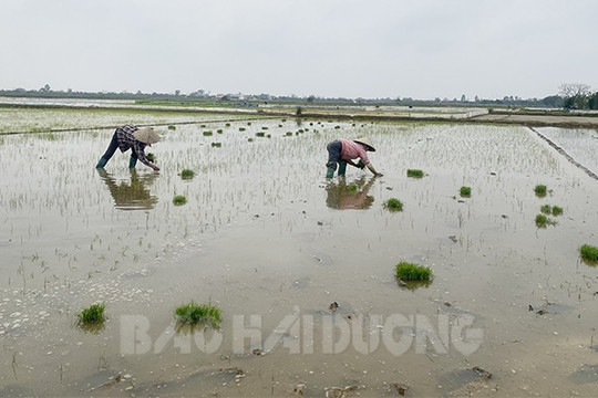 17 ha lúa đông xuân ở Tứ Kỳ chết do nhiễm mặn