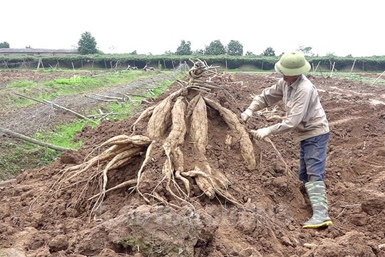 Giá sắn dây, quất trái vụ tăng mạnh