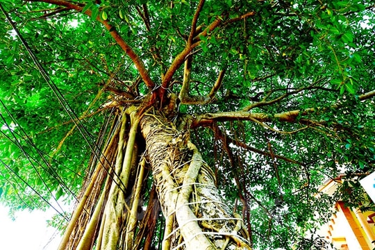 Vẻ đẹp vượt thời gian Cây di sản Việt Nam ở Hải Dương