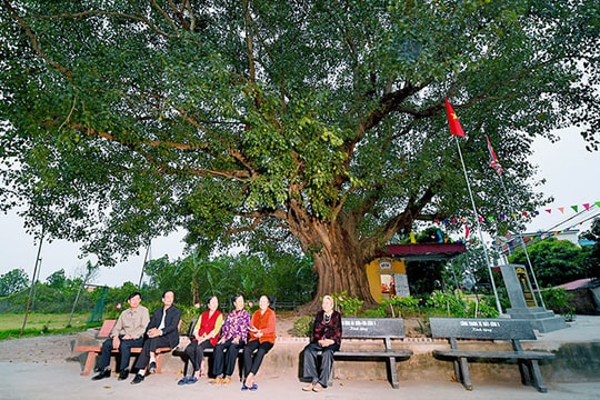 [Photos] Timeless beauty of Vietnam heritage trees in Hai Duong