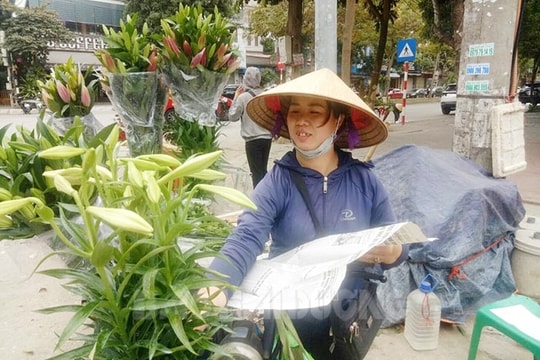 Hoa loa kèn trắng xuất hiện sớm, giá cao