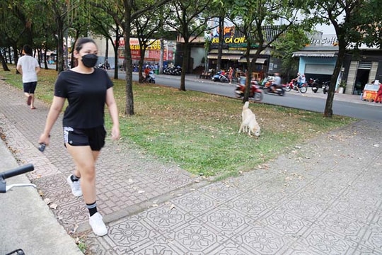 Nhiều địa phương có nguy cơ bùng phát bệnh dại