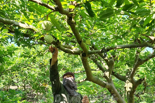 Chi Linh to expand VietGAP planting area
