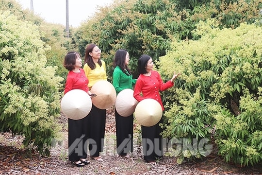 Một mùa hoa vải trắng như bông