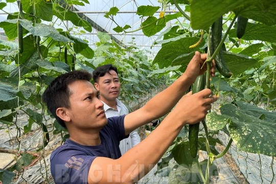 Thanh Miện thực hiện khâu đột phá về nông nghiệp sạch