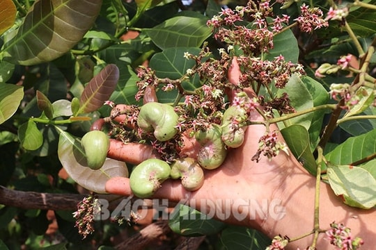 Mục sở thị thủ phủ hạt điều