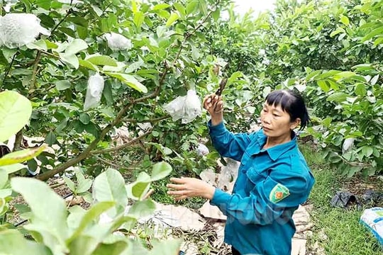 Trồng 150 ha cây ăn quả theo quy trình sản xuất an toàn
