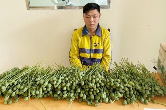 Hà Nội: Mang hơn 5 kg cây thuốc phiện ra cổng trường đại học bán
